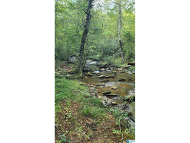Awesome property consisting of 37.48 acres, a 20 x 40 pole barn - photo 6