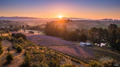 Welcome to Monte Bellaria di California, one of Sonoma County's - photo 2
