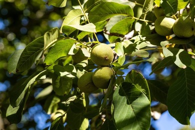 Rich walnut farming traditions are at the heart of the 236 - photo 19