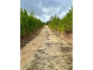 Situated just over six miles southwest of Pachuta, this land is - photo 8