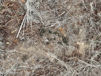 Here's your chance to own a sizeable piece of South Mississippi - photo 23