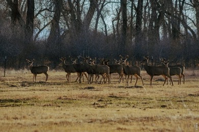 Rio Grande Sanctuary Ranch covers roughly 368 acres and offers - photo 3