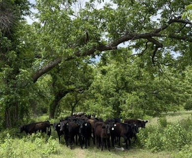 Prime Texas ranchland located in Erath County, 15 min S of I-20 - photo 17