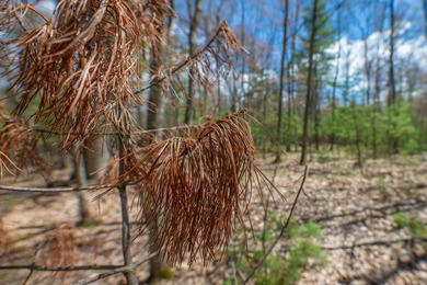 Set your roots in the storied setting of Eagle Waters Resort - photo 11