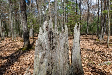 Set your roots in the storied setting of Eagle Waters Resort - photo 16