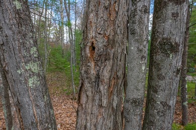 Set your roots in the storied setting of Eagle Waters Resort - photo 15
