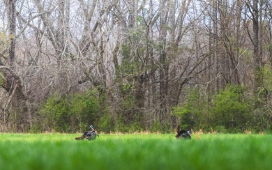 Oakhurst sits in the heart of Mississippi's Bluff Hills soil - photo 6
