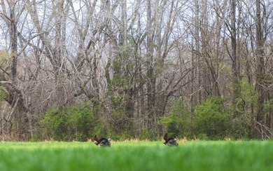 Oakhurst sits in the heart of Mississippi's Bluff Hills soil - photo 7