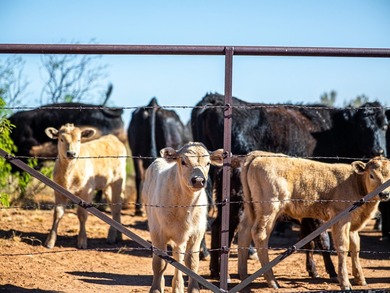 Lago Vista Ranch presents a rare opportunity to own a versatile - photo 21