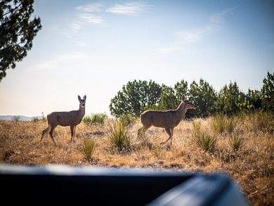 Lago Vista Ranch presents a rare opportunity to own a versatile - photo 22