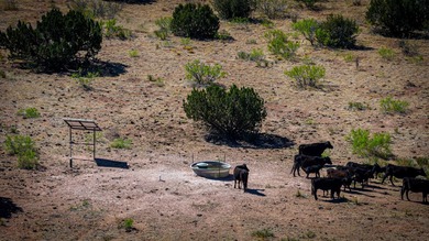 Lago Vista Ranch presents a rare opportunity to own a versatile - photo 28