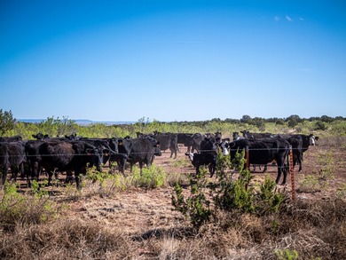 Lago Vista Ranch presents a rare opportunity to own a versatile - photo 29