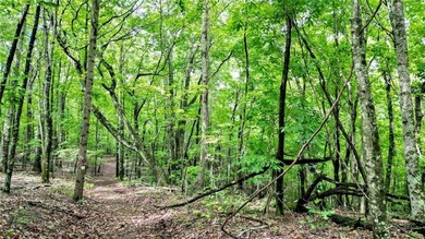 Beautiful 23.83 Acres of Wooded Land for Sale Discover your - photo 4