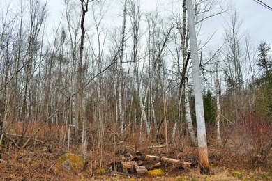 Exceptional Find! Are you looking for a water front and acreage - photo 11