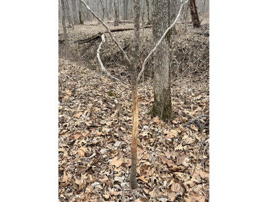 Here is a very remote 4.4 acres with some great big mature - photo 4