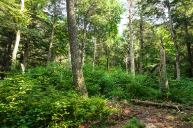 Hunting Paradise on Star Lake in Hayward, WI - photo 21