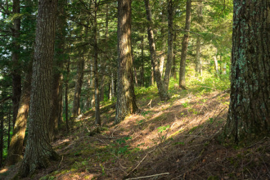 Hunting Paradise on Star Lake in Hayward, WI - photo 30