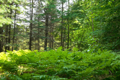Hunting Paradise on Star Lake in Hayward, WI - photo 2