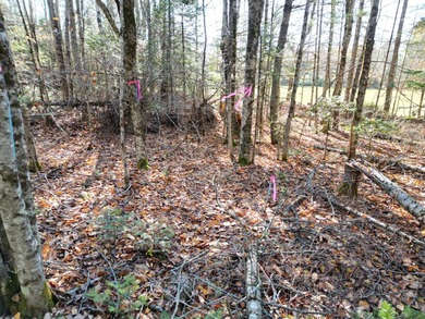 A rare opportunity on James Way in Lincoln, Maine--offering Lots - photo 2