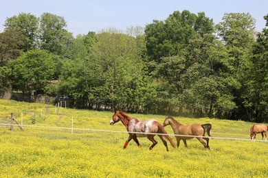 Established 27.38-acre equestrian ranch with boarding income - photo 45