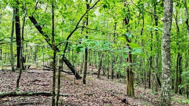 Beautiful 23.83 Acres of Wooded Land for Sale Discover your - photo 4