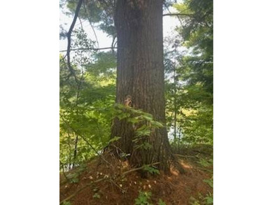 20.6 ACRES PITCAIRN, ST LAWRENCE COUNTY, NY Over 2060 feet of - photo 10