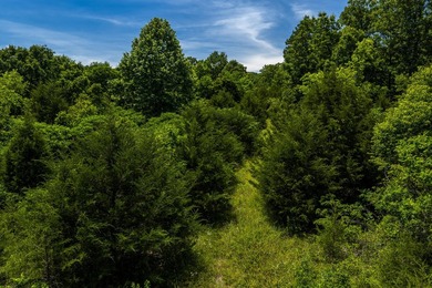 54.5 m/l acres of land offering the privacy and seclusion that - photo 11