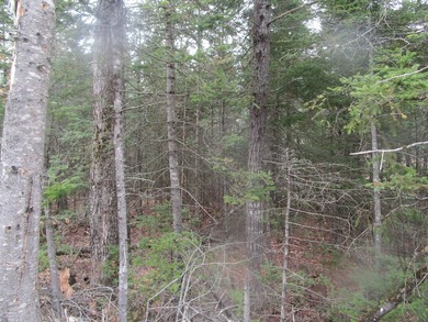 Two and a quarter acre of land with frontage on Sibley Brook - photo 5