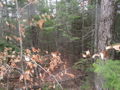Two and a quarter acre of land with frontage on Sibley Brook - photo 6