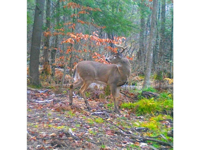 Don't miss this outstanding 40-acre recreational property in the - photo 28