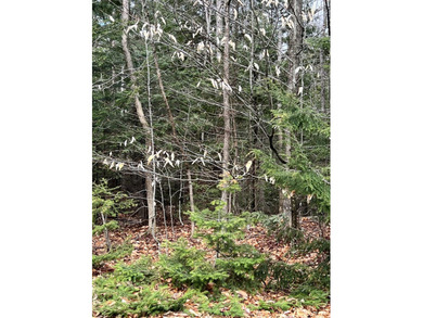 Now is the time to invest in LAND! This parcel is listed at the - photo 5