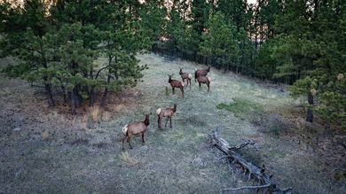 Redwater Ranch spans 905.6+/- acres just north of Spearfish - photo 19