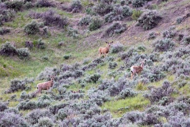 The Judith River Confluence Ranch spans 2,263+/- acres in the - photo 7