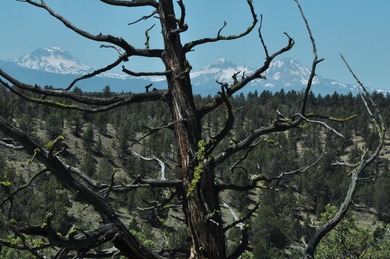This +/- 118 acre property located less than 20 minutes north of - photo 10