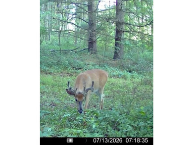 This premium 85-acre recreational property offers the ultimate - photo 42