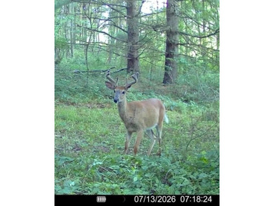 This premium 85-acre recreational property offers the ultimate - photo 43