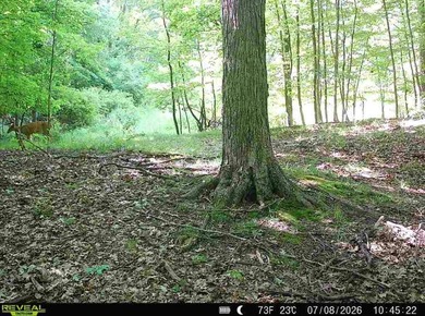 This premium 85-acre recreational property offers the ultimate - photo 48