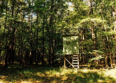 Located in the heart of East Mississippi, this exceptional - photo 28