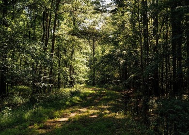 Located in the heart of East Mississippi, this exceptional - photo 29