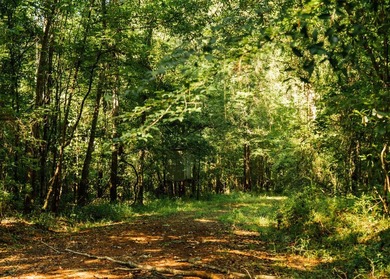 Located in the heart of East Mississippi, this exceptional - photo 34