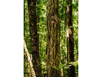 Located in the heart of East Mississippi, this exceptional - photo 41