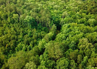 Located in the heart of East Mississippi, this exceptional - photo 43