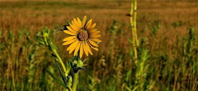 The Hillsdale Ranch is over 260+ acres of gently rolling - photo 5