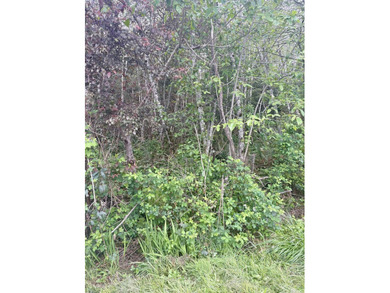 Undeveloped nearly 3/4 acre property with abundance of trees. It - photo 1