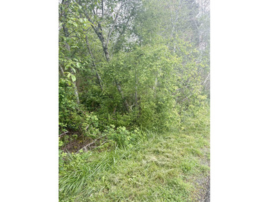Undeveloped nearly 3/4 acre property with abundance of trees. It - photo 2