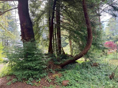 Tucked beneath a majestic canopy of towering Redwoods, this rare - photo 3