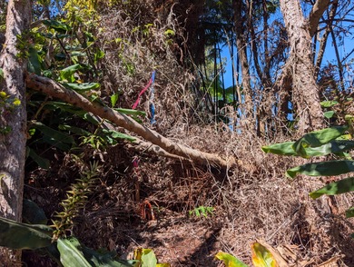 Nestled in the cool, lush setting of Volcano Village, this - photo 11