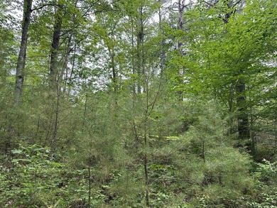 Unique opportunity to own 4.65 acres of buildable land with an - photo 5