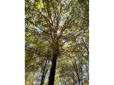 A Peaceful Retreat Near Lone Star Lake - 6.33 Acres of Pure - photo 8