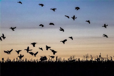 Dark Skies Farm may be the most improved duck hunting land ever - photo 1